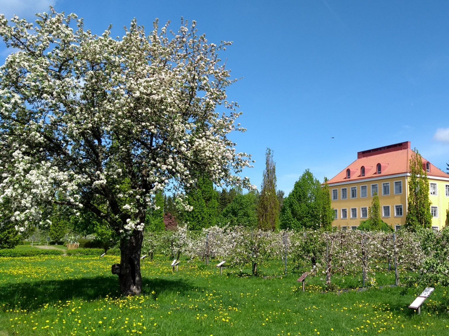 an apple tree with a yellow villa in the background