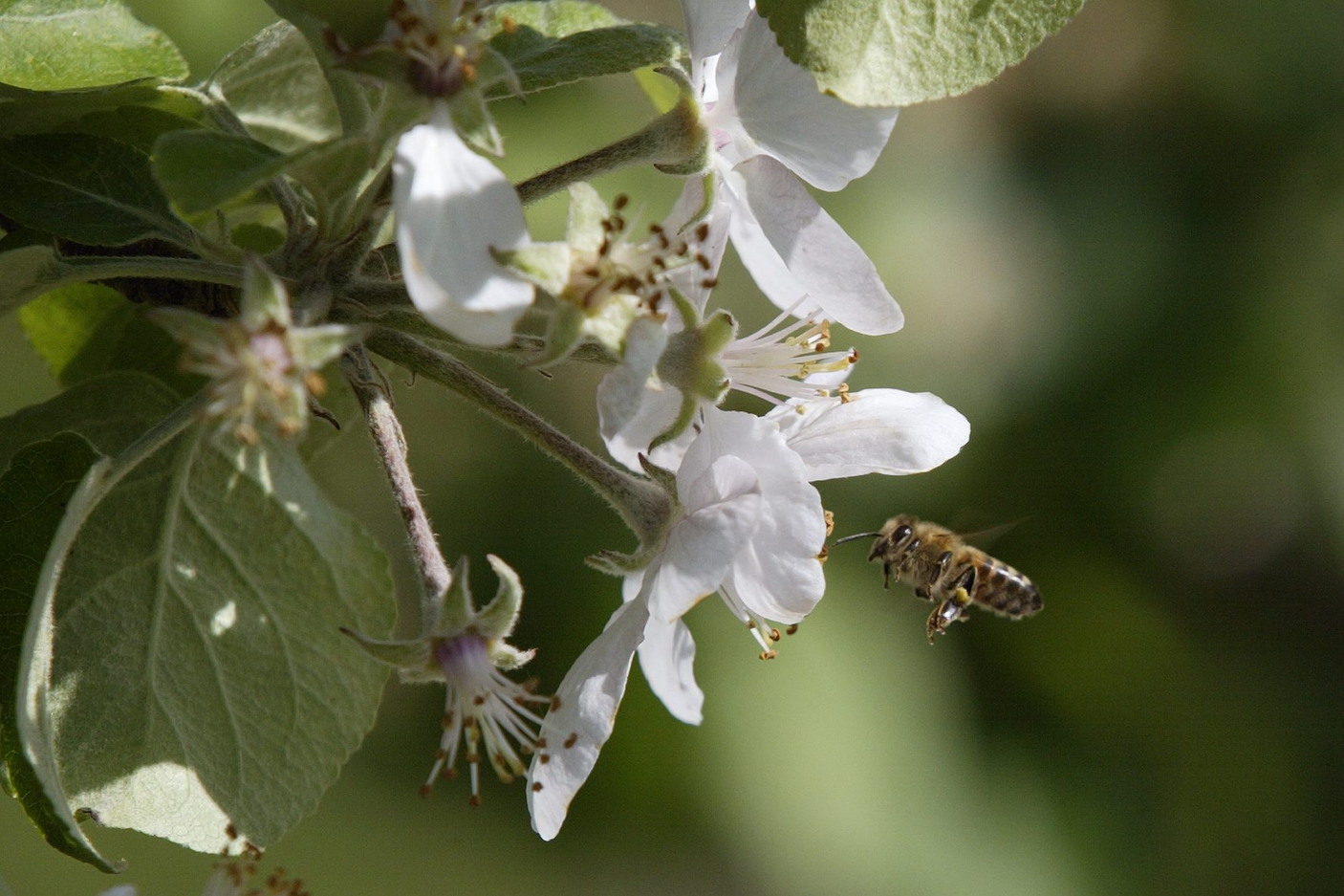 Mehiläinen lentää kohti omenapuun kukkaa vihreiden lehtien keskellä.