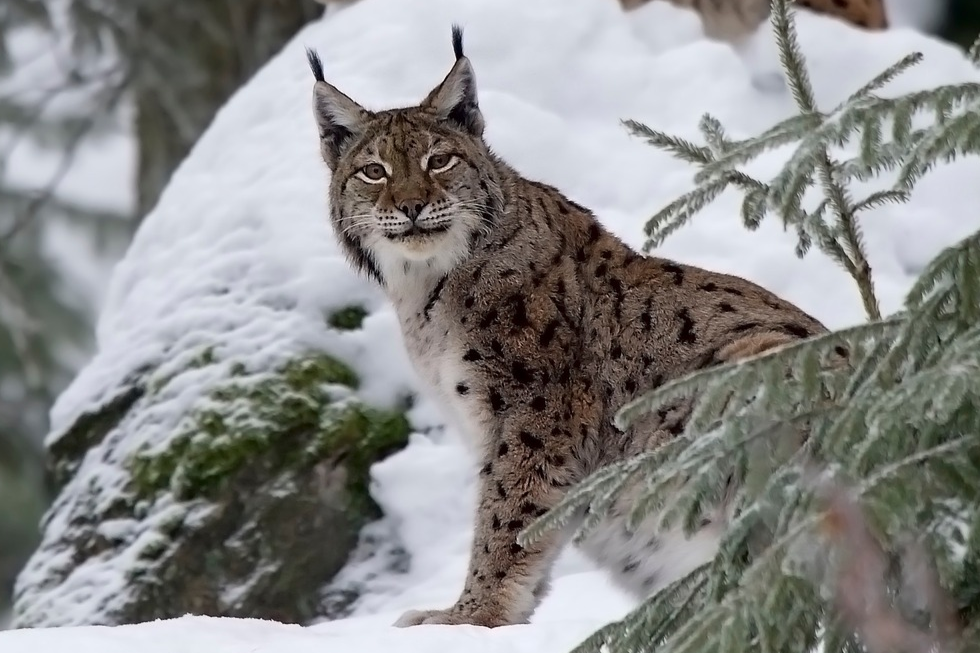 Ilves lumisessa metsässä.