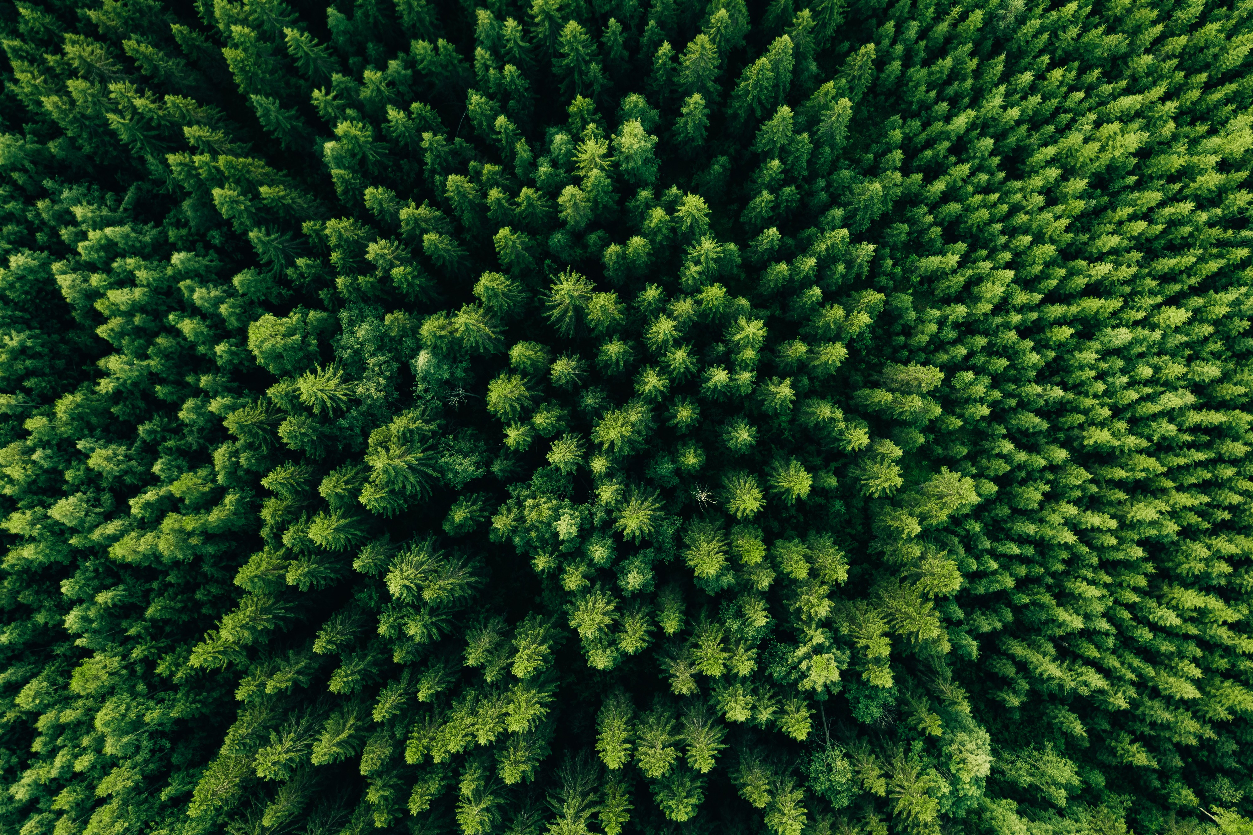 Kuva metsästä otettuna taivaalta alaspäin katsoen.