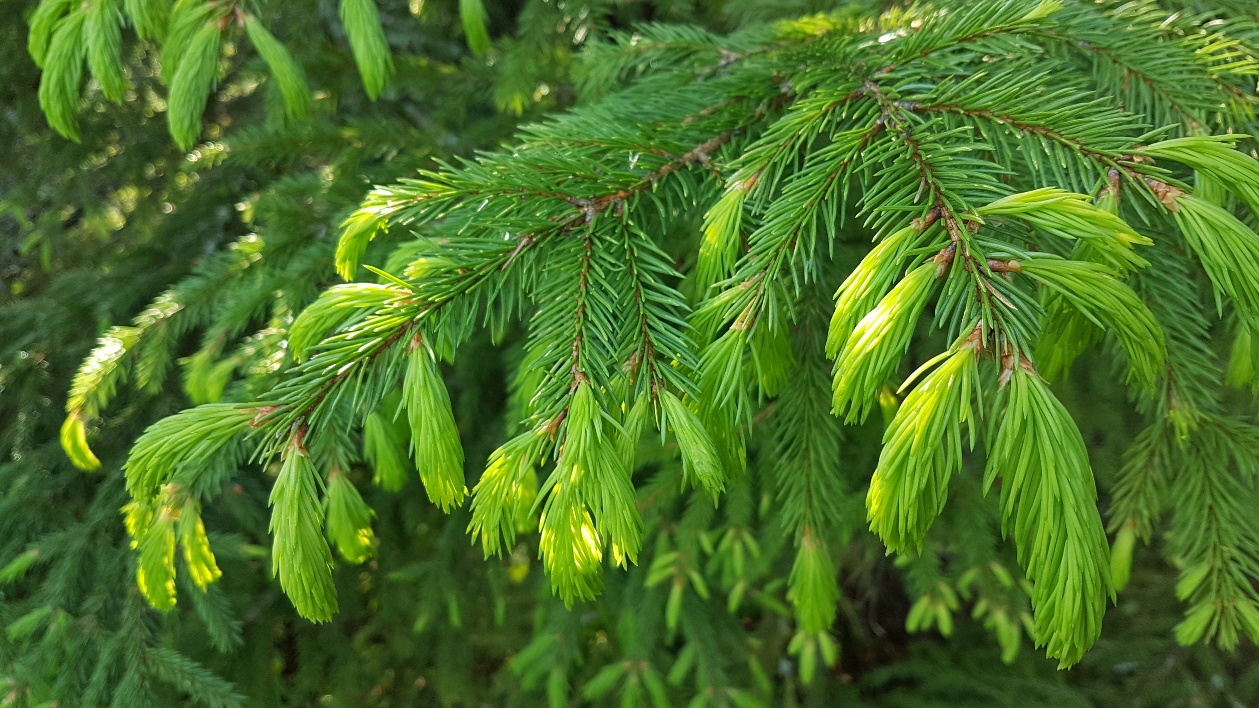 Lähikuva kuusen oksista.