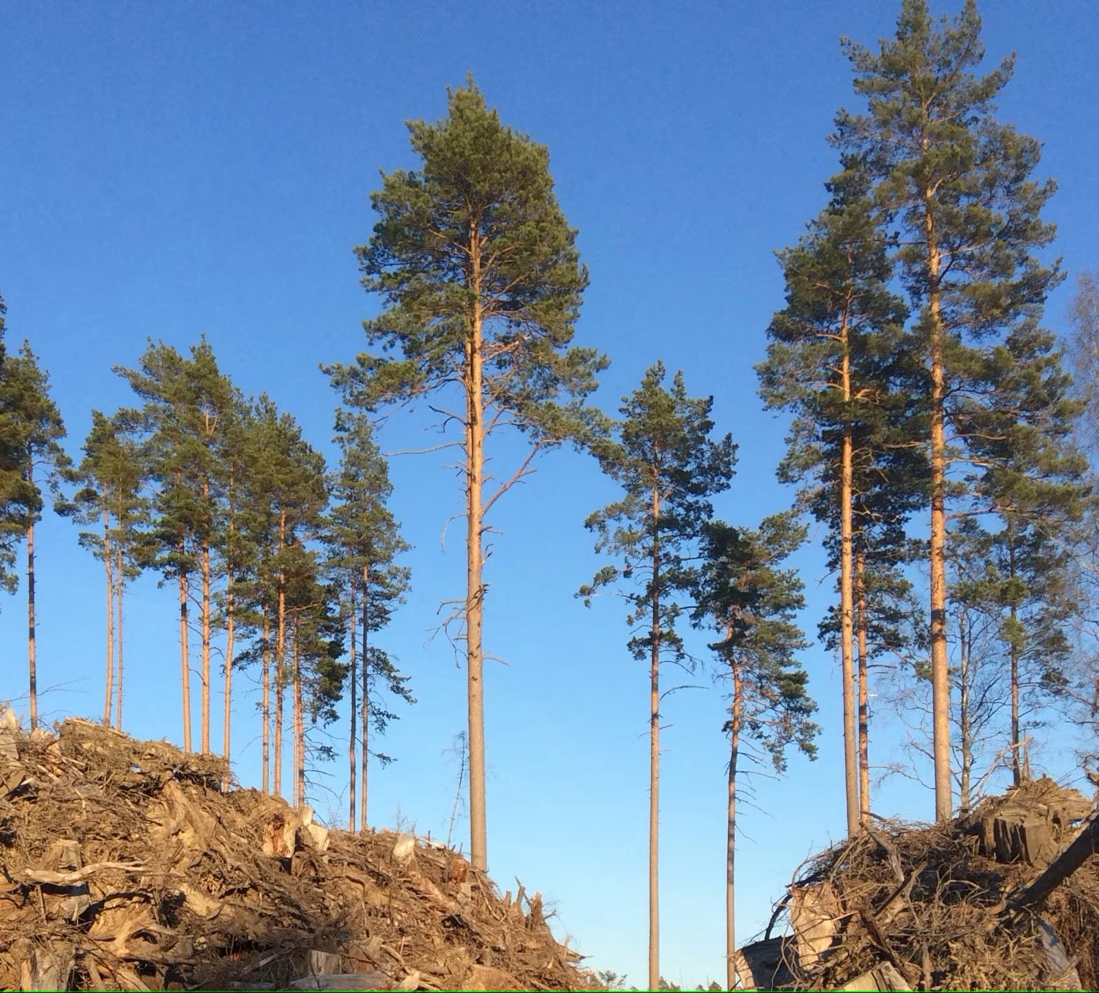 Mäntyjä.