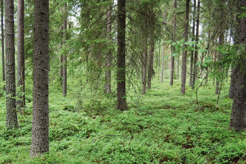 Kangasmetsämaisema.