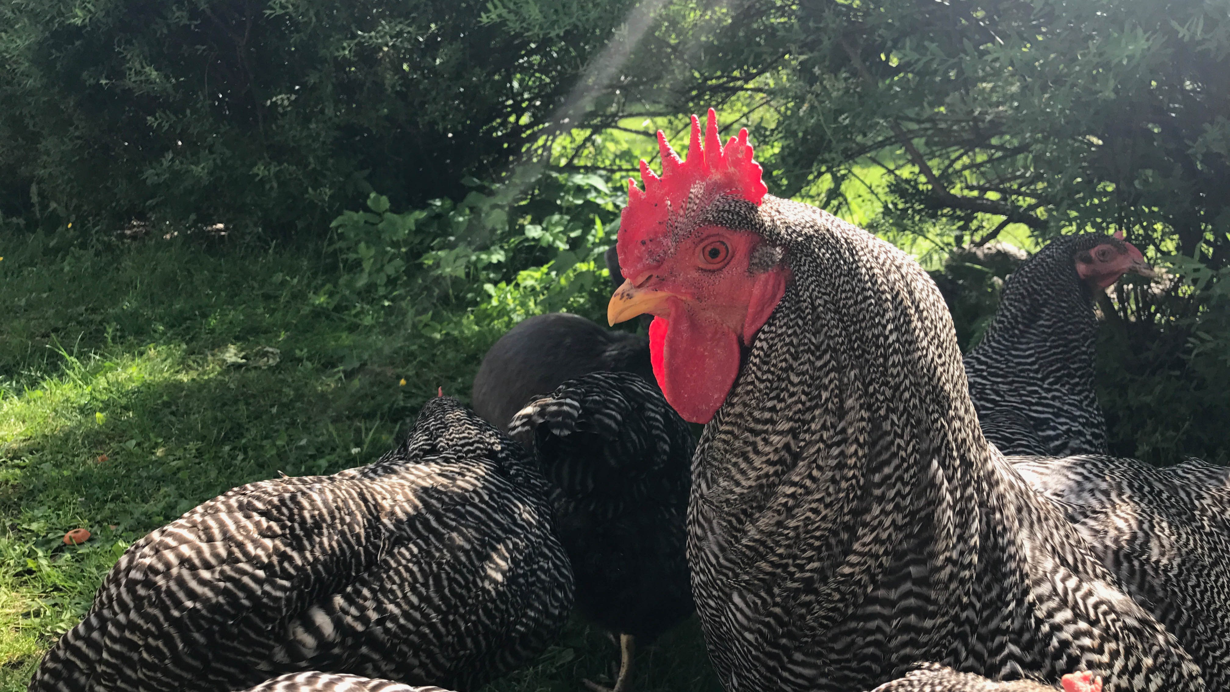 Muutama kana ulkona.