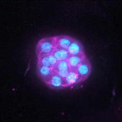 Microscopic view of an embryo developing