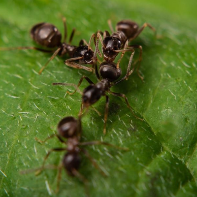Ants cleaning each other