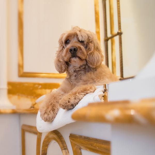 Pets at The Lanesborough
