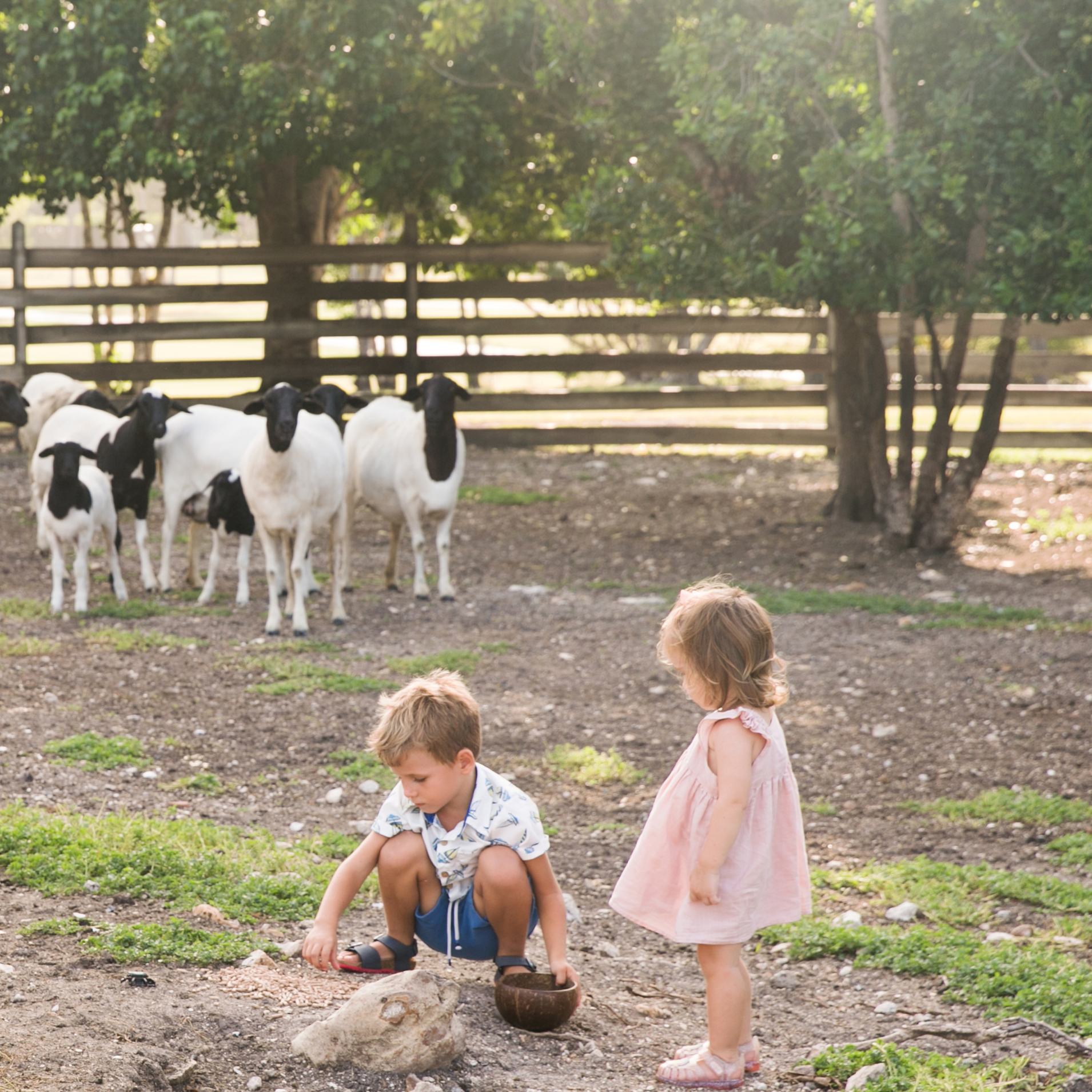 Children playing at the farm