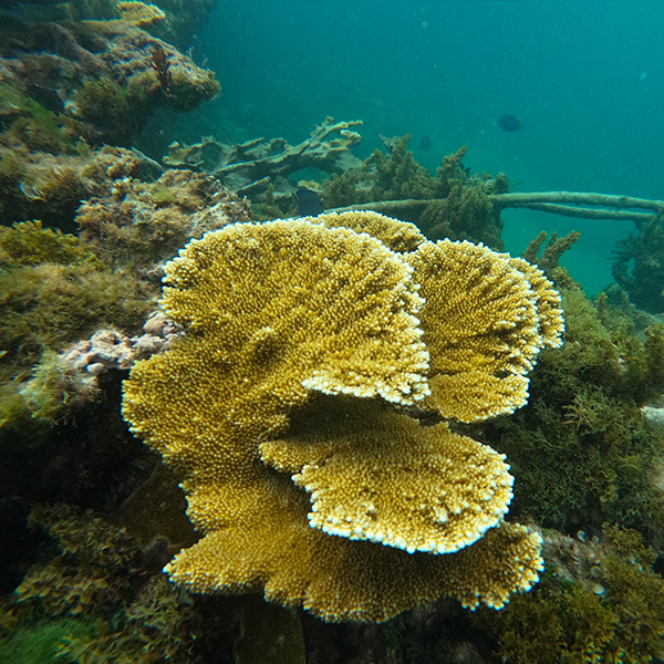 Restoring the coral reef of St Jean