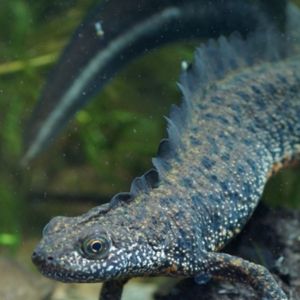 salamander