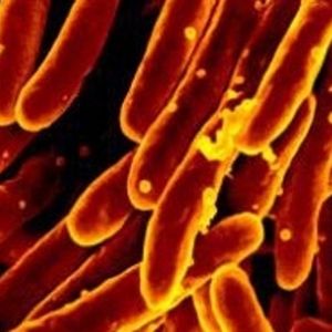 Nieuw tuberculose-vaccin