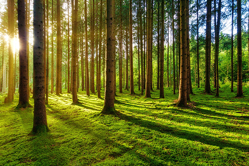 summer break and trees