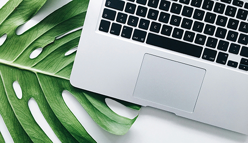 laptop and a green leaf